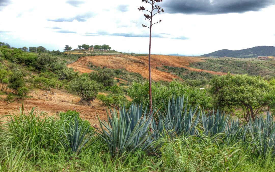 Por un Futuro Sustentable para México. Propuestas para una agenda ambiental
