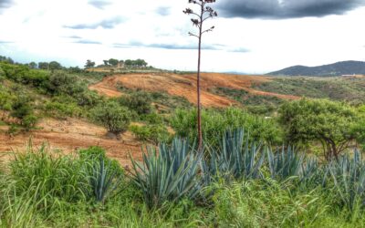 Por un Futuro Sustentable para México. Propuestas para una agenda ambiental
